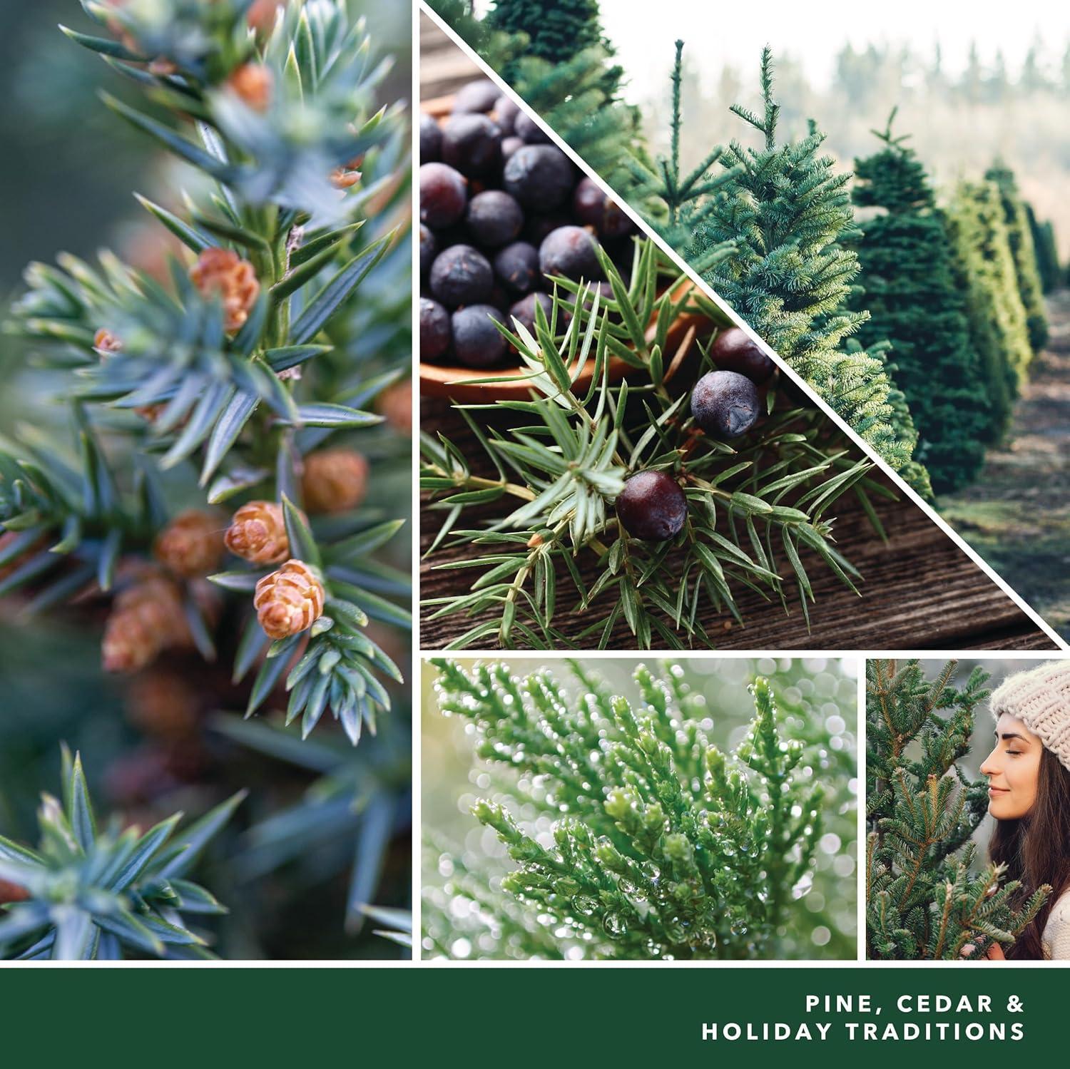 imageYankee Candle Balsam ampamp Cedar Holiday Scented Candle 22oz Large Jar with up to 150 Hour Burn Time GiftableBalsam CedarOld